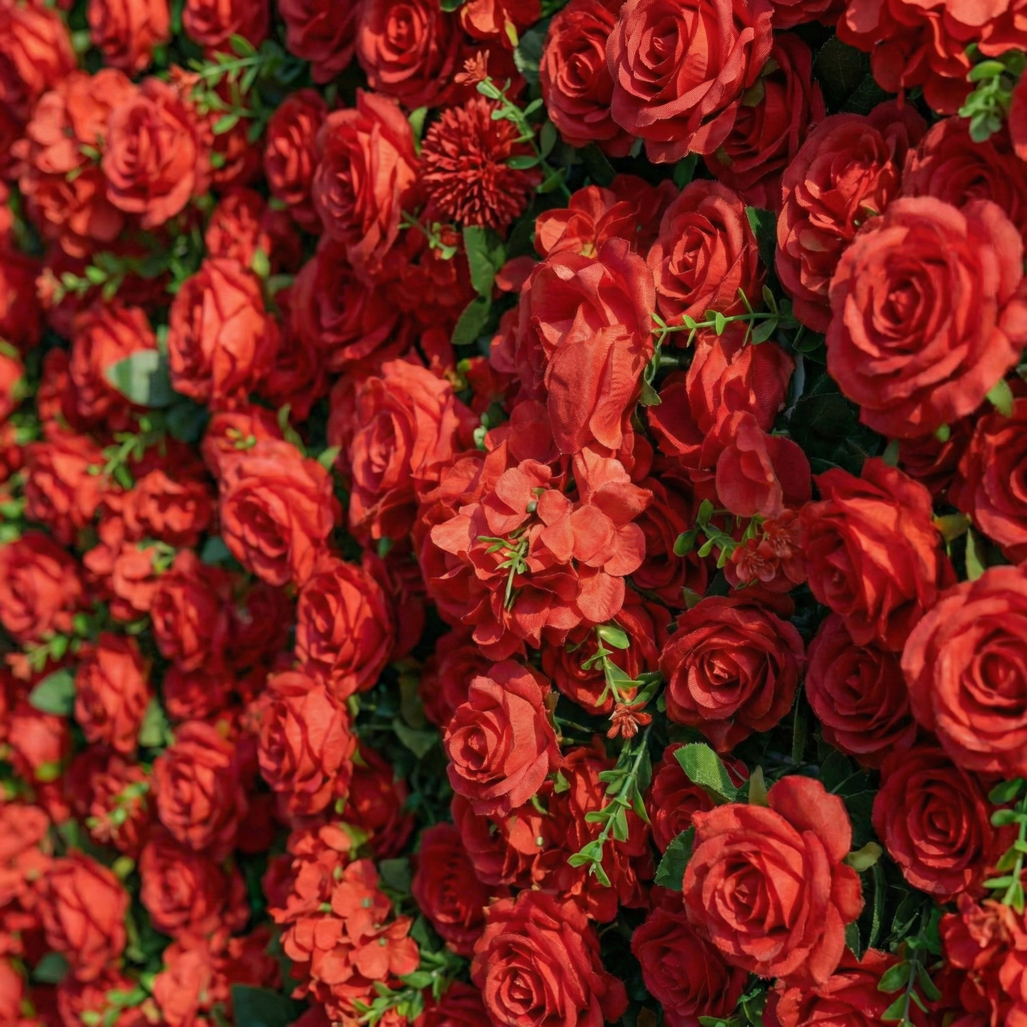 Ellis: Luxury 5D Crimson Silk Rose Flower Wall Roll-Up Fabric Backdrop for Romantic Proposals & Luxury Wedding Event Free Shipping