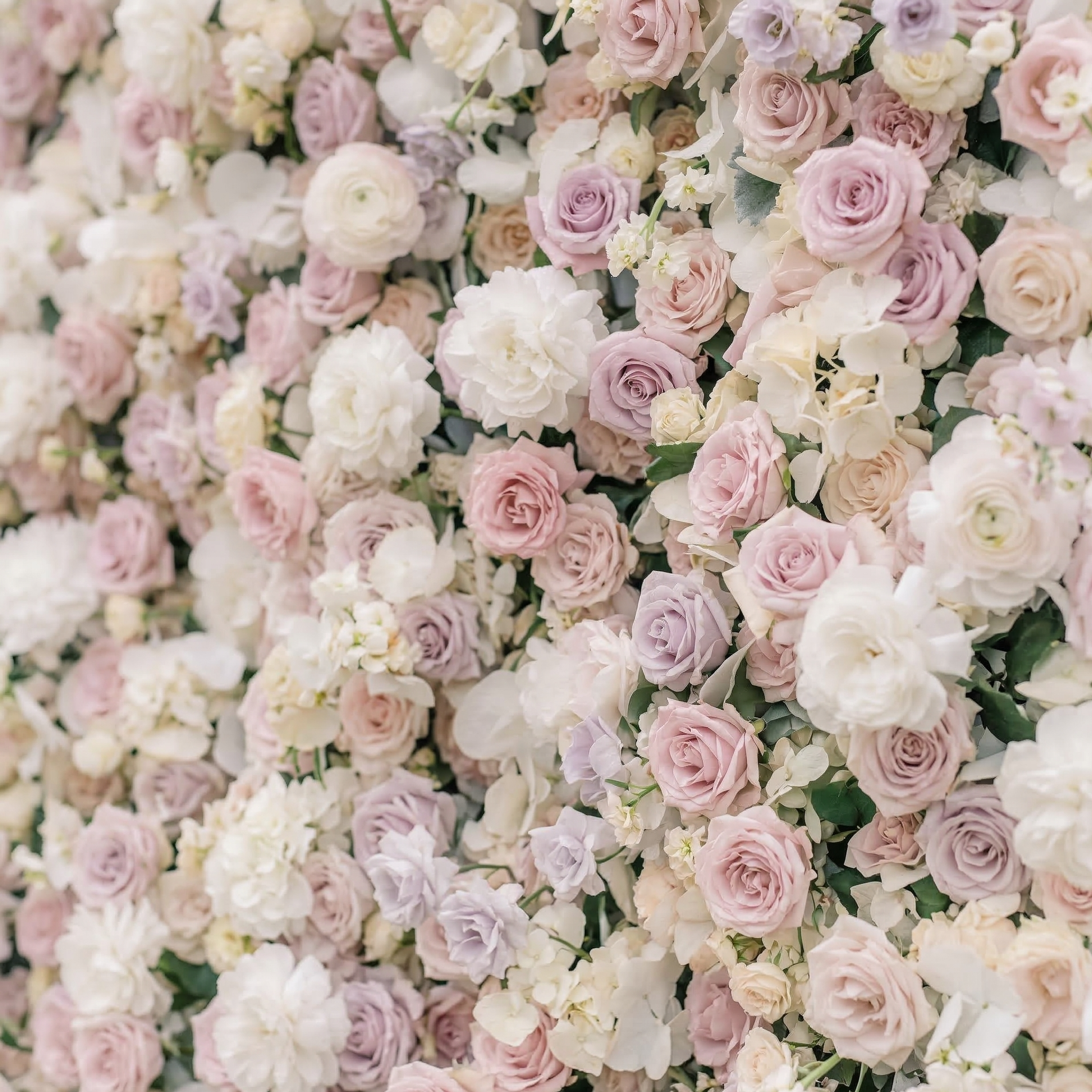 Vexira: 3D Dusty Pink Silk Rose Flower Wall Roll-Up Fabric Backdrop for Romantic Weddings & Proposals Free Shipping