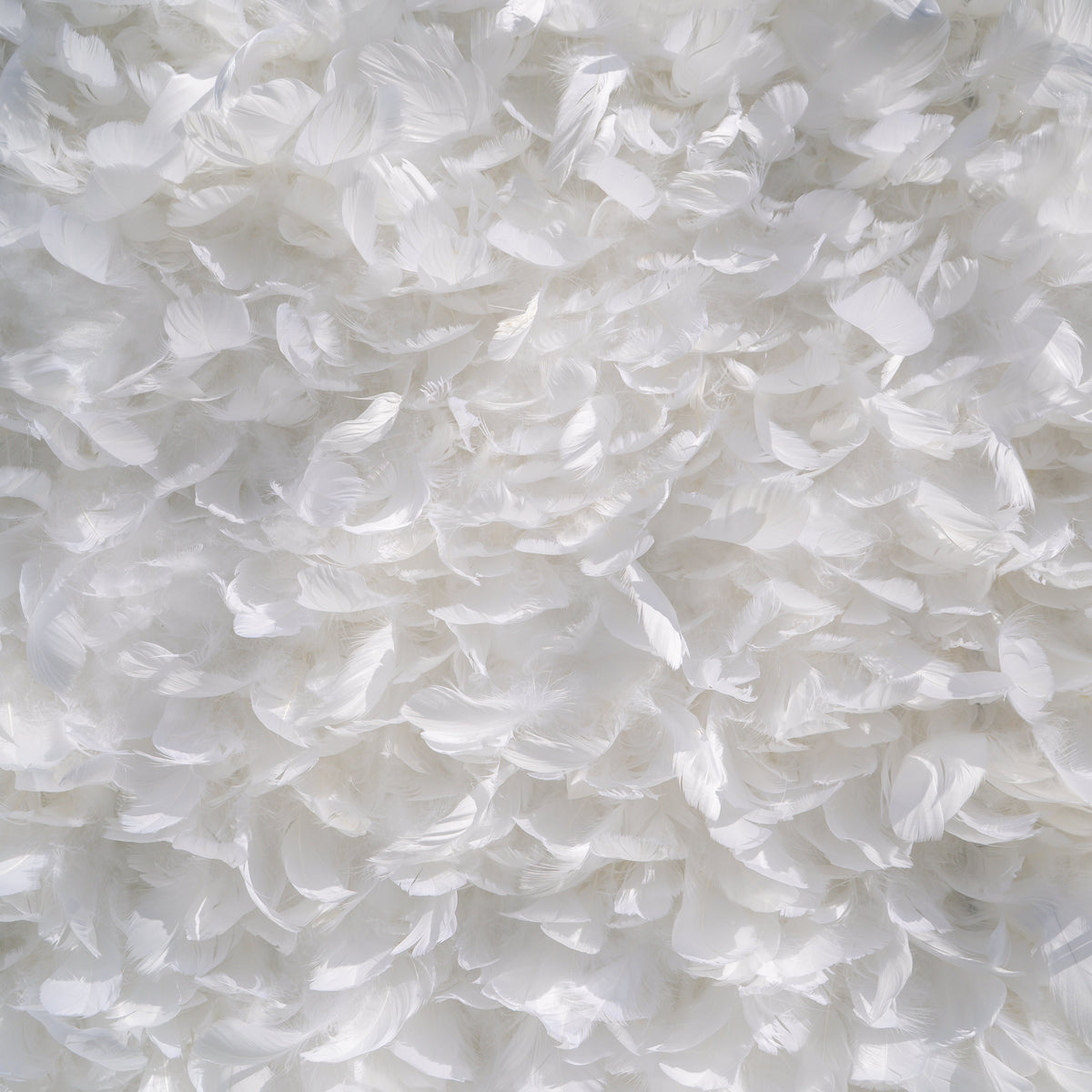 Hilton： Pure White Feather Flower Wall - 5D Fabric Backdrop for Wedding Birthday Party Event Decoration Free Shipping