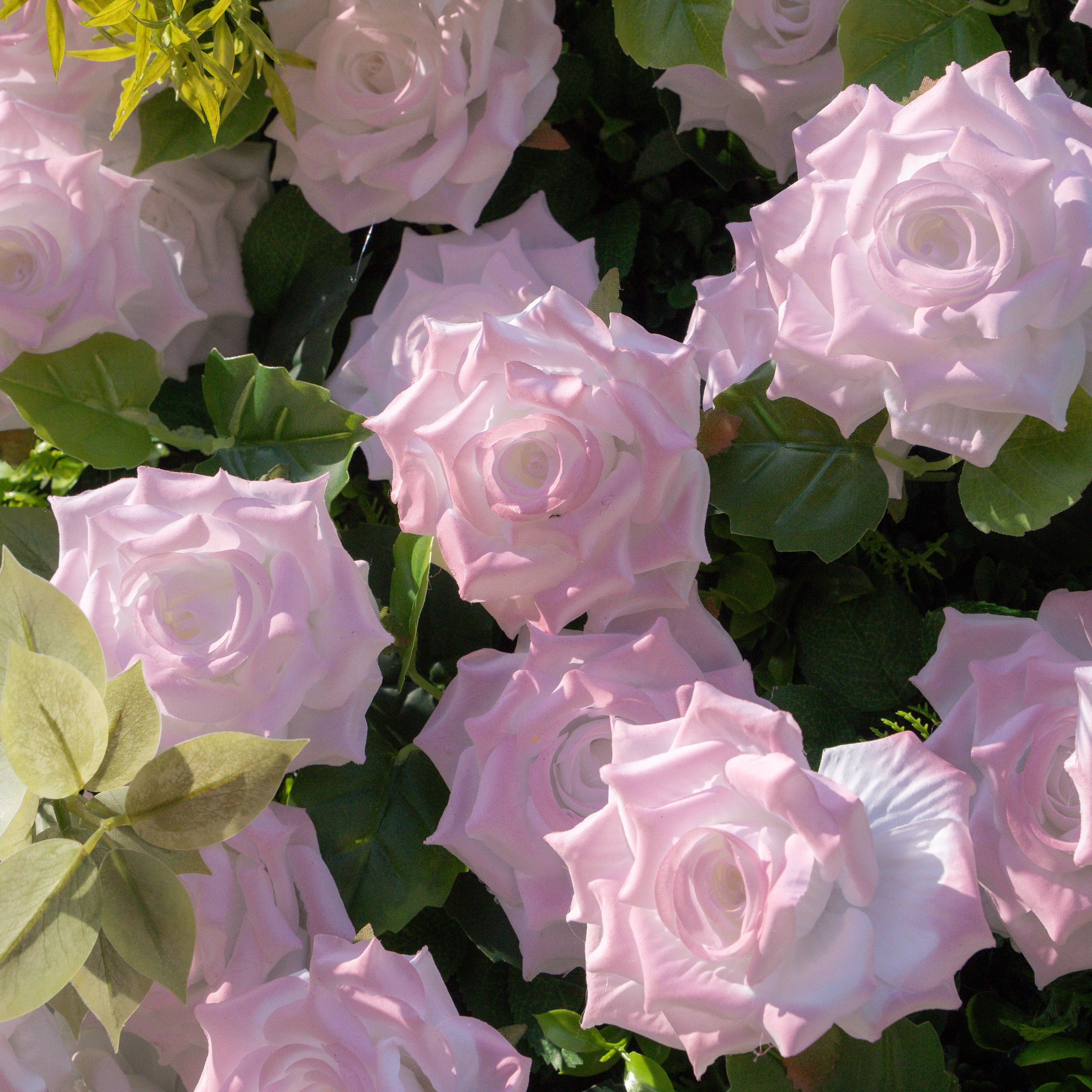 Magica：2026 New Launch-Sun-Activated Color-Changing Rose Flower Wall Backdrop (8×8) — One Wall, Two Looks: White Indoors → Blush Pink in Sunlight Free Shipping