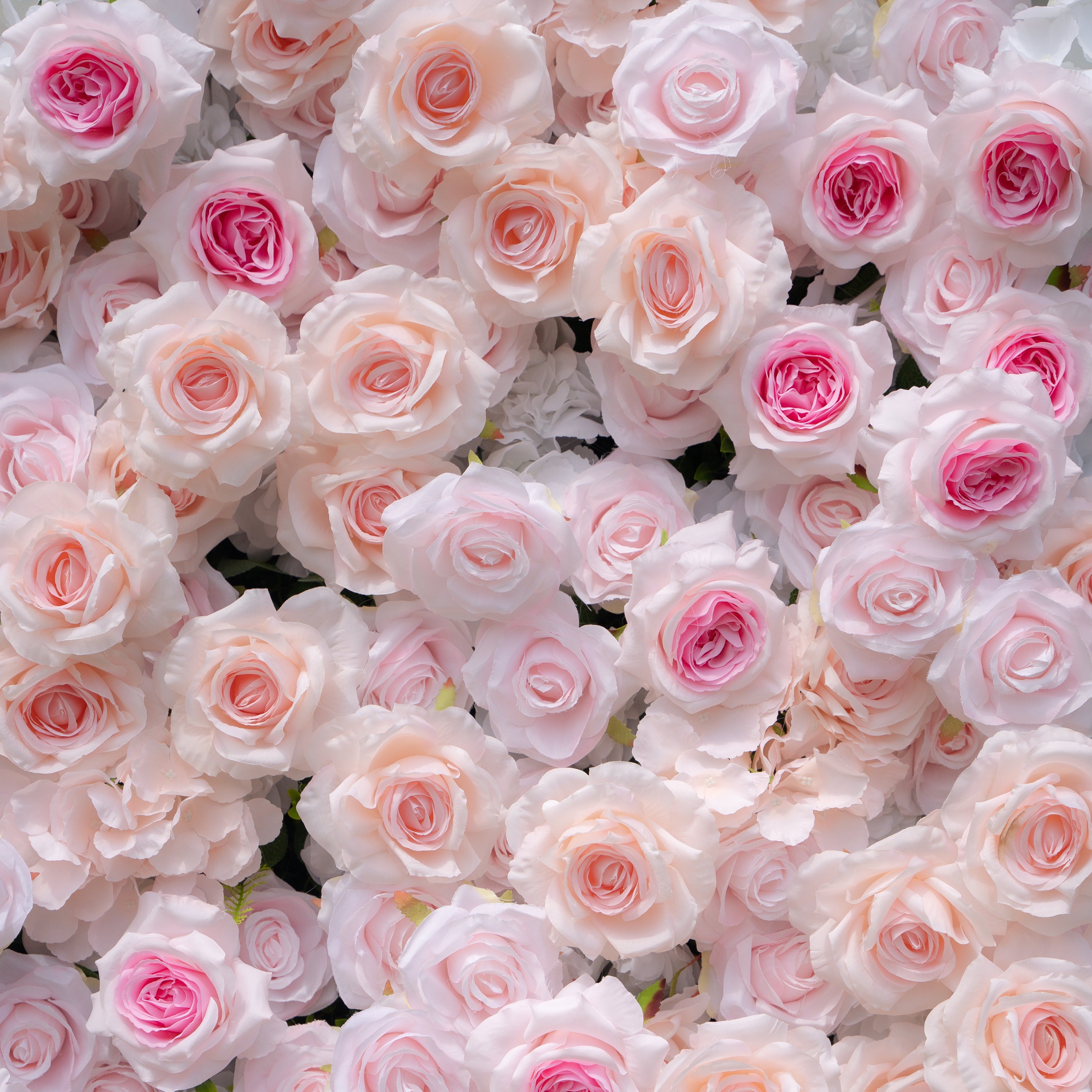 Natalia：5D Fabric Artificial rolling up curtain flower wall（复制） Rose Morning