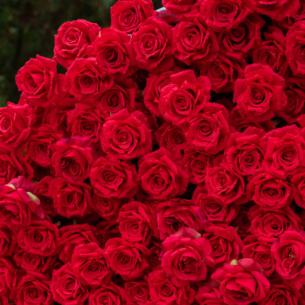 Passion: The Perfect Valentine’s Surprise Luxury 3D Red Rose Passion Heart Wall(6.2ft*6.9ft) Free Shipping